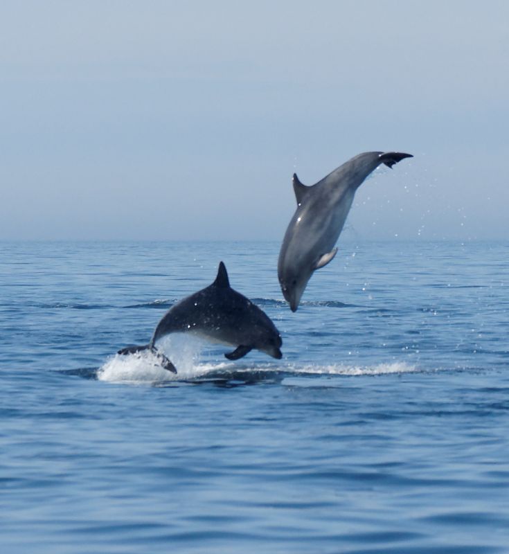 photo dauphin en Bretagne Finistère avec la sortie en bateau avec archipel Pro.