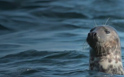 Les Etocs : Excursion bateau Penmarc’h
