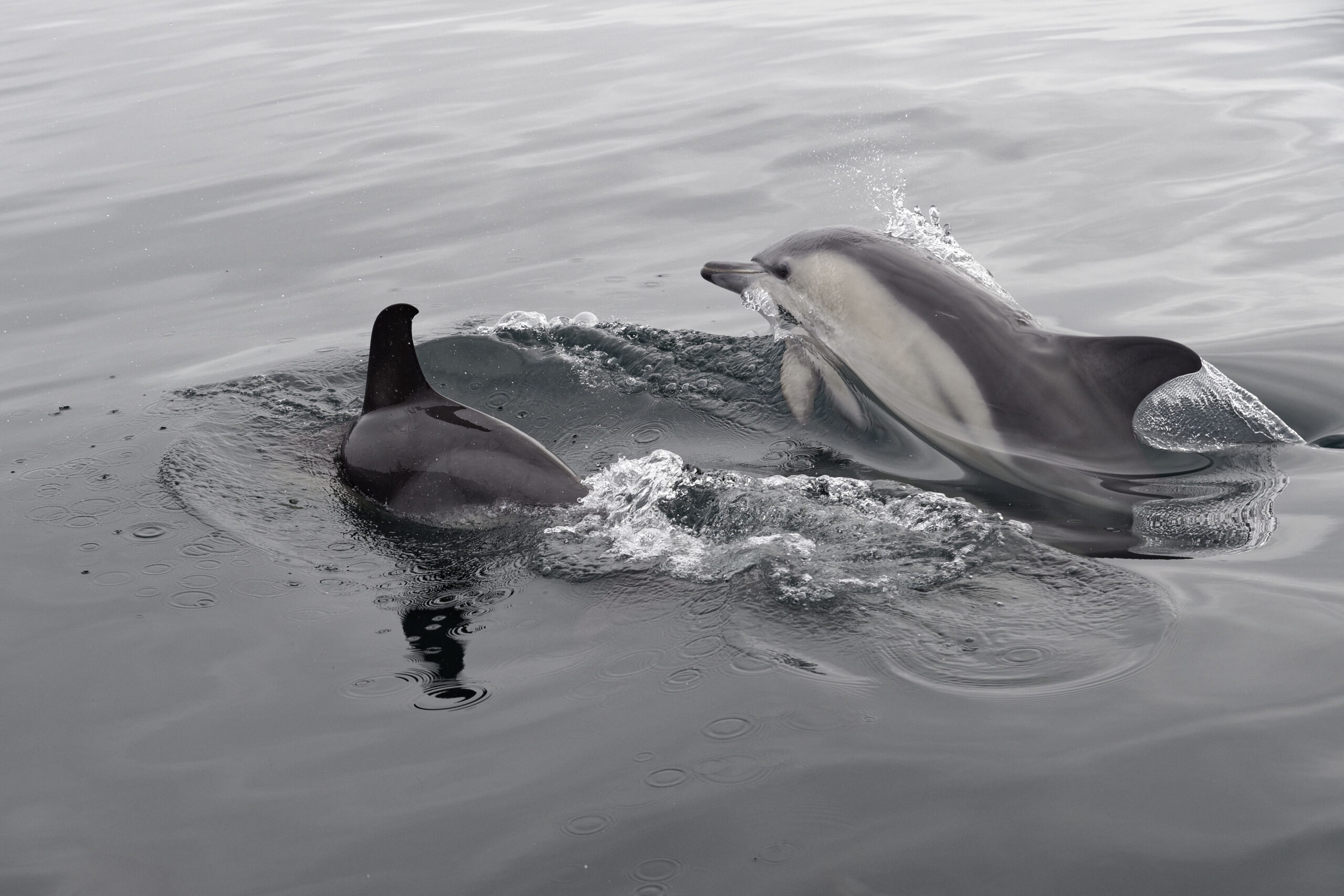 photo dauphin en mer de la balade en bateau en Bretagne pour voir les dauphins avec Archipel Pro.