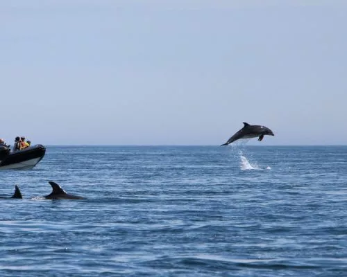 photo de la balade en bateau archipel pro pour voir les dauphins en Bretagne à l'ile de Sein.