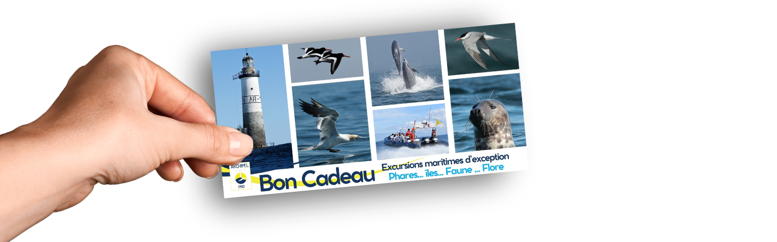 carte cadeau sortie en mer Île de Sein Glénan voir un dauphin en bretagne