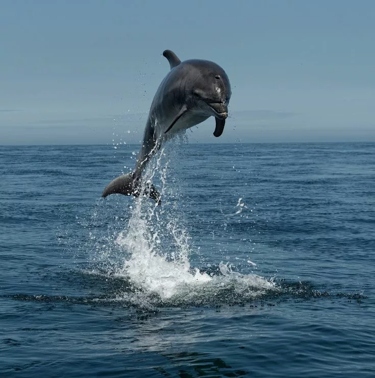 dauphin en Bretagne qui saute au dessus de l'eau devant le bateau d'Archipel Pro pendant la balade en mer.