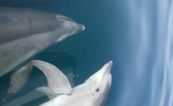 photo de dauphin en bretagne que l'on peut voir sous l'eau pendant la balade en mer avec Archipel Pro.