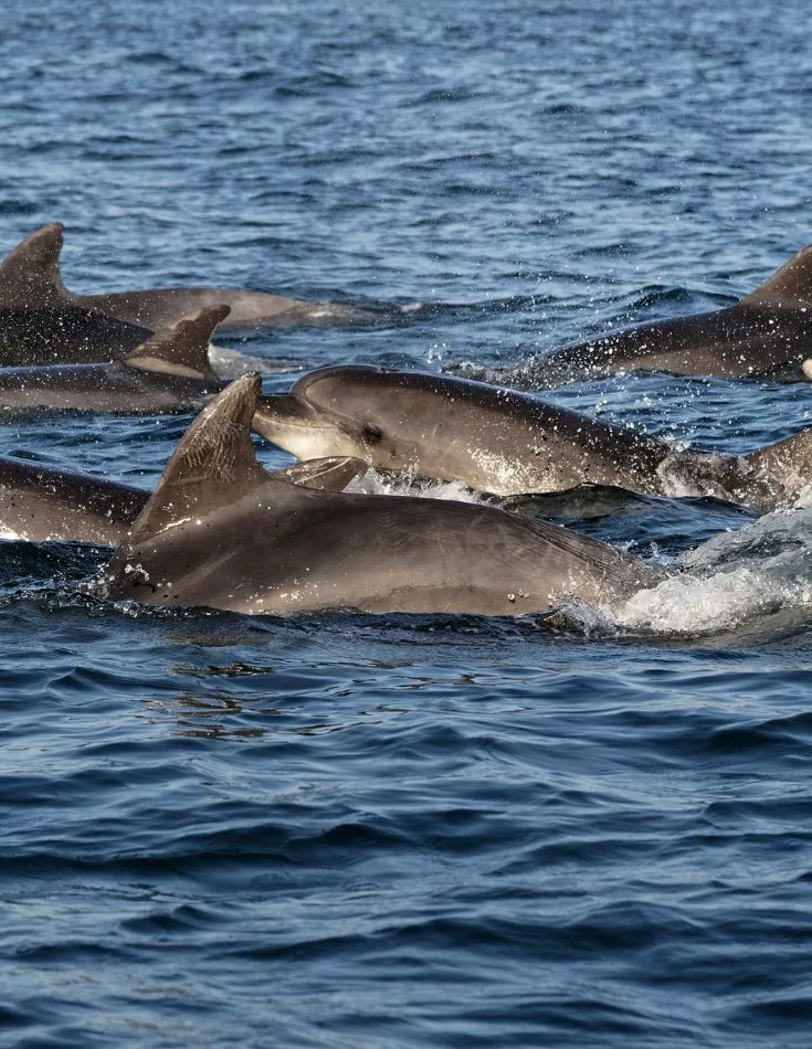 photo des grands dauphins de Bretagne