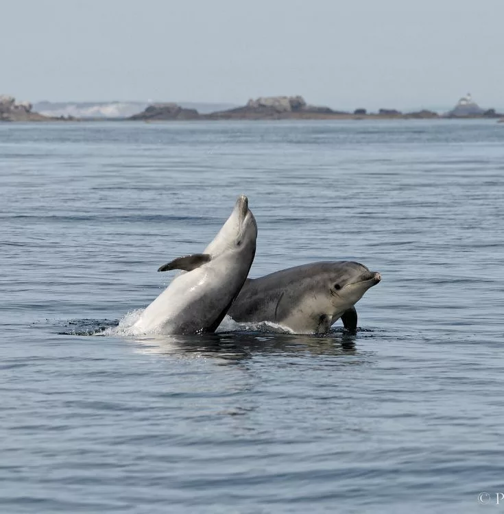 photo de dauphin en Bretagne qui jouent au dessus de l'eau devant Île de Sein en Finistère pendant la balade en bateau Archipel Pro excursions bateau.
