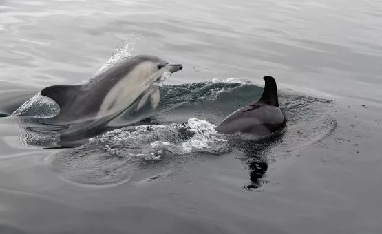 photo de la balade en bateau et l'on peut voir les dauphins communs en Bretagne - Archipel Pro Excursion bateau.