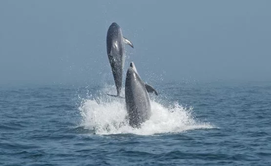 saut de dauphin en Bretagne