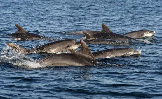 photo des grands dauphins à l'ile de Sein en Bretagne dans le Finistère - Archipel Pro excursion bateau.