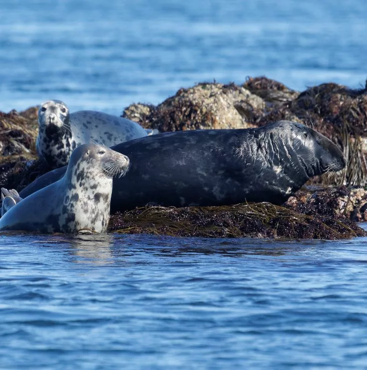 3 phoques gris sur les roches en Bretagne : 1 male et deux femelles au repos vue pendant la balade en bateau en Bretagne ou voir les phoques en Bretagne - Archipel pro