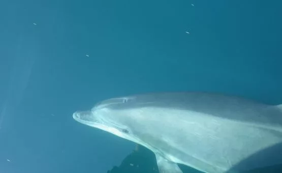 dauphin bretagne sous l'eau 