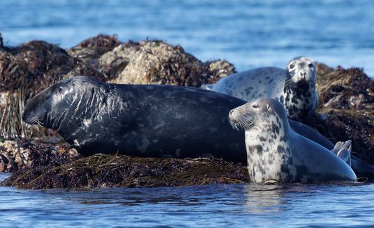 Les Etocs abri naturel du phoque gris en Bretagne.