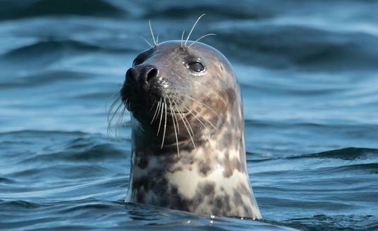 Dans les Etocs : phoque gris qui sort de l'eau.