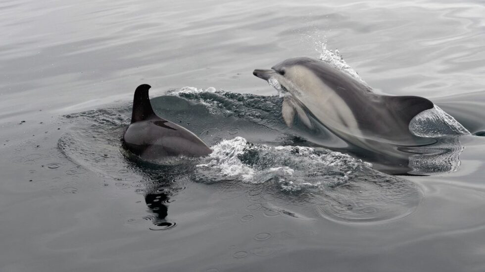 photo balade en mer pour voir les dauphins, phoque, phares avec Archipel Pro