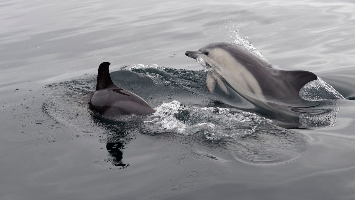 photo balade en mer pour voir les dauphins, phoque, phares avec Archipel Pro