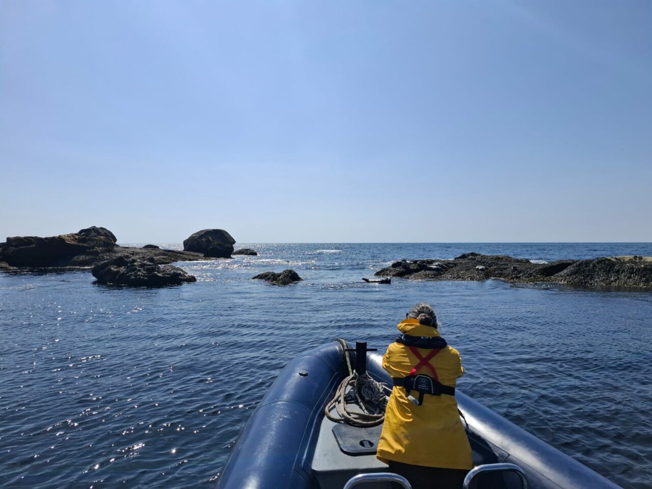 Phoque gris Balade en mer dans les Etocs ARCHIPEL PRO — free download